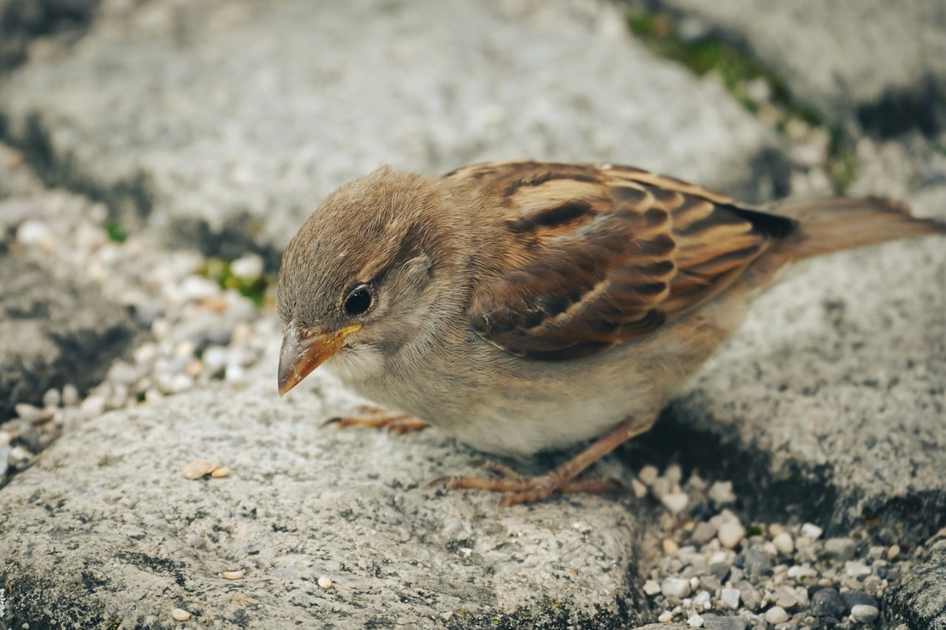dsc_4914 25042025